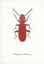 Vermilion beetle by Jasper de Ruiter thumbnail