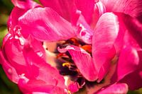 Close-up van een tulp