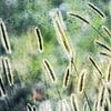 Rispengräser im Sonnenschein von Nicc Koch