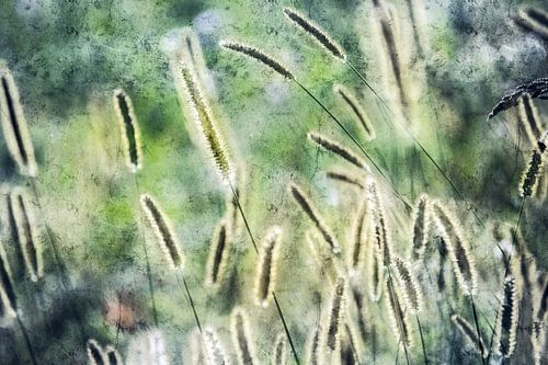 Panic grasses in the sunshine