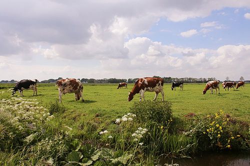 PolderPrent sur Yvonne Blokland