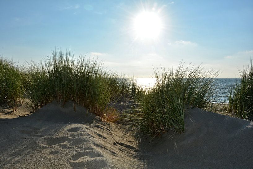 North Sea dunes on Zeeland by Claudia Evans