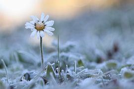 Gänseblümchen im Winter von Mireille Breen