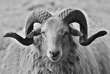 Drents Heideschaap with beautifully curled horns (black and white version) by Daniëlle Beckers