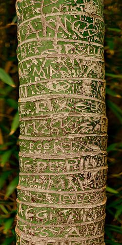 Palm met grafische tekening 3. Canarische Eilanden