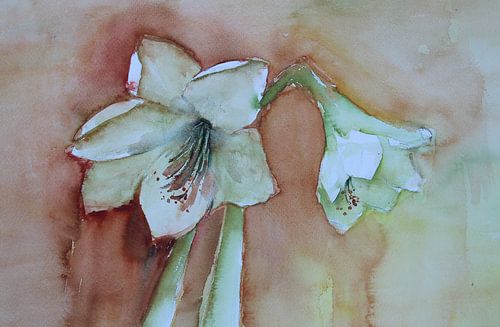 Amaryllis en fleurs