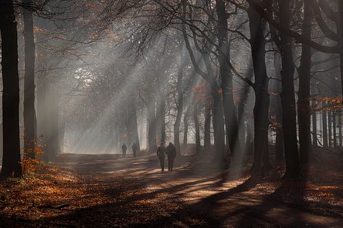 Wandern durch die Sonnenstrahlen im dunklen Wald