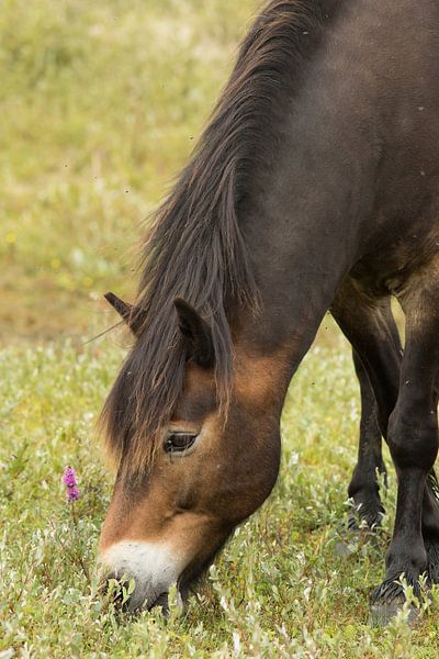 Exmoor Pony von Art Wittingen