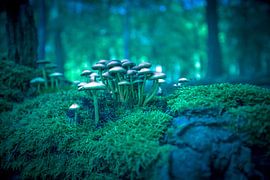 Paddenstoel in sprookjesbos sur Eddy 't Jong