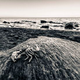 Passé sur Stephan Zaun