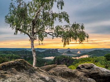 Carolafelsen, Saxon Switzerland - Birch tree and Schrammsteine by Pixelwerk