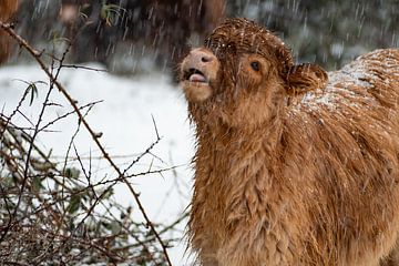 Scottish Highlander Calf 