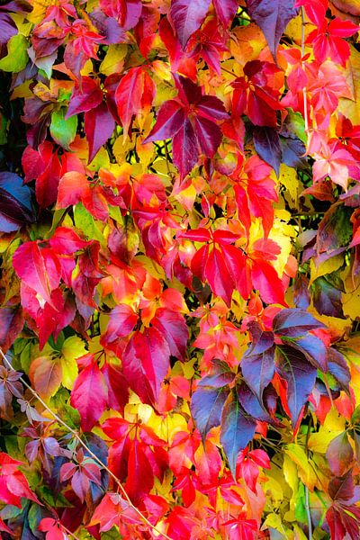 Colorful leaves of self climbing virgin vine by Dieter Walther