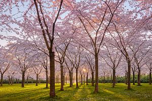Kirschblüten