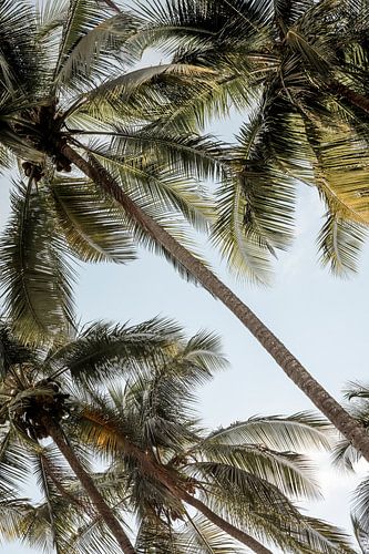 Palmbomen die Dansen in het Tropische Zonlicht
