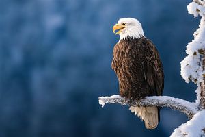 Weißkopfseeadler (Haliaeetus leucocephalus)