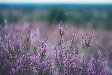 Heather blossom | Lüneburg Heath by Olliventure