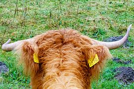 Scottish Highlander "Rodeo View" (vue sur le rodéo) sur Truckpowerr