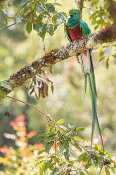 Quetzal