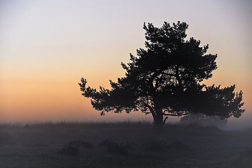 Terlet heathland part 7