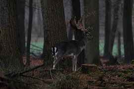 Wo der Wald still wird von Franziska Schwerte