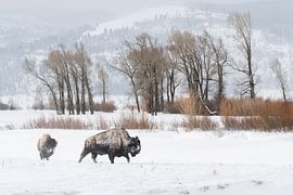 Amerikanische Bisons ( Bison bison ) wandern durch eine verschneite Landschaft, Lamar Valley im Wint von wunderbare Erde