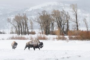 Amerikanische Bisons ( Bison bison ) wandern durch eine verschneite Landschaft, Lamar Valley im Wint