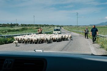 Schapenherders op Sardinië