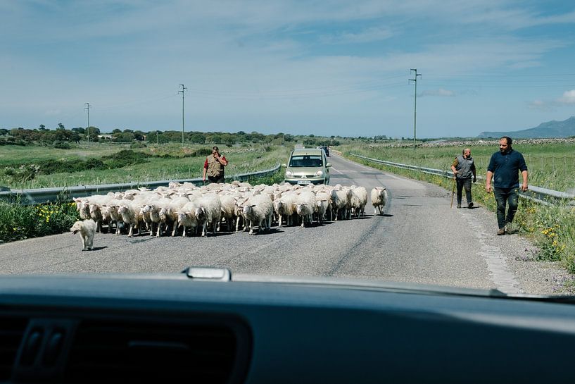 Schäfer auf Sardinien von Tom Rijpert