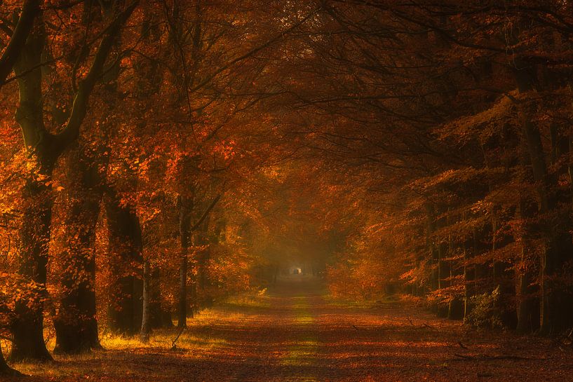 Herbstglühen - Gasselte, Drenthe, Die Niederlande von Bas Meelker