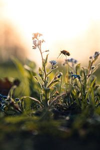 Frühlingserwachen