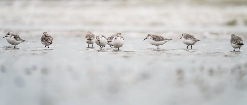 Small sandpipers forage along the waterline by Rik Verslype