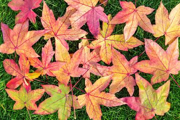 Veel kleurige bladeren van esdoorn in herfst van Ben Schonewille