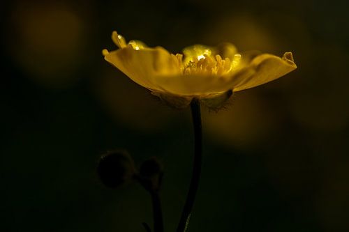 Buttercup in reflection