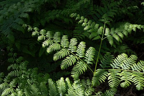 Grüne Farnblätter im dunklen Wald von Adriana Müller