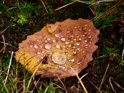 Feuille d'automne avec gouttes de rosée