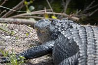 Aligator