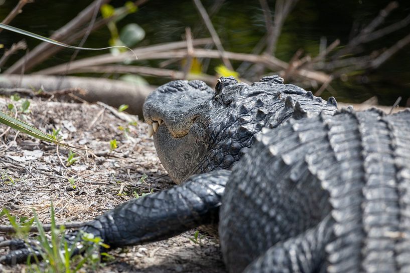 Aligator von Wouter Doornbos