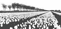 Tulpen in de Beemster in zwart-wit van Els Morcus thumbnail