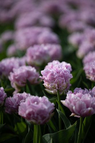 Tulipe double lilas.