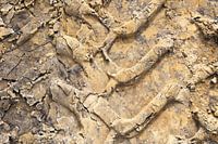 Imprint in sand