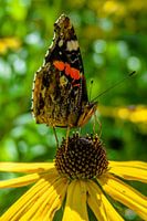 Vlinder op bloem