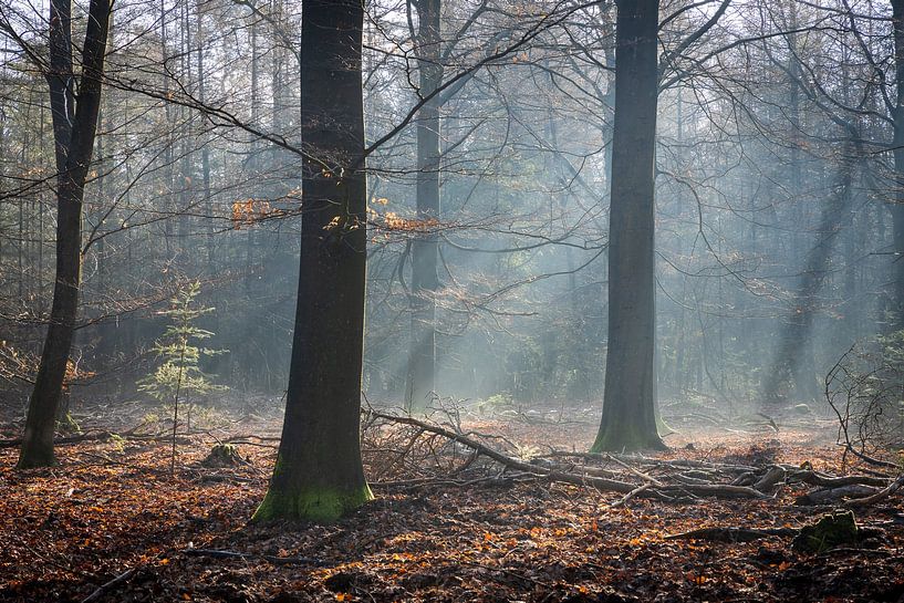 Morning mood 1 by Jaap Tempelman