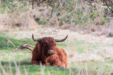 Schotse hooglander in het Deelerwoud van Merijn Loch