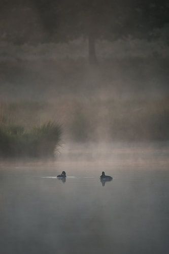 eenden in de morgen