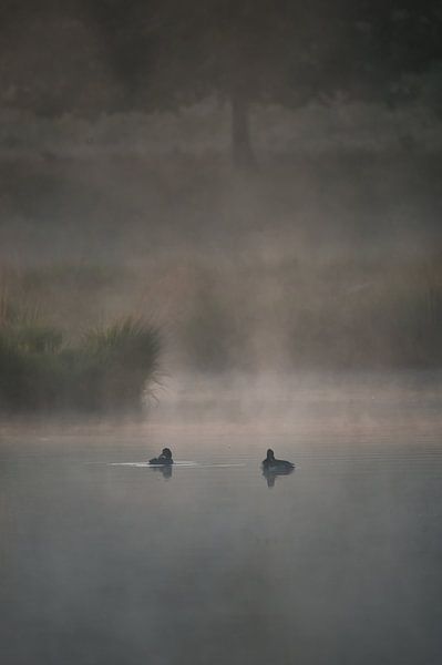 eenden in de morgen by Bart Hardorff