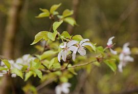 Fuji cherry (blossom) funjizakura by Corine Dekker