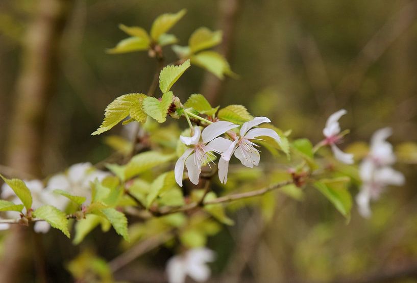 Fuji Kirsche (Blüte) funjizakura von Corine Dekker