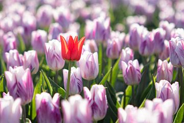 tulpen, tulp ,rode tulp, bollenveld, solitaire bloem van M. B. fotografie