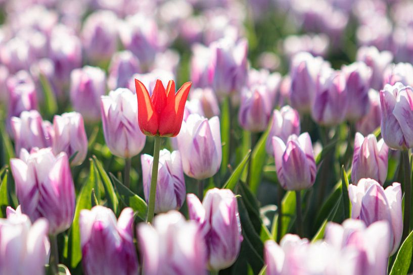 Tulpen, Tulpe, rote Tulpe, Zwiebelfeld, Solitärblume von M. B. fotografie